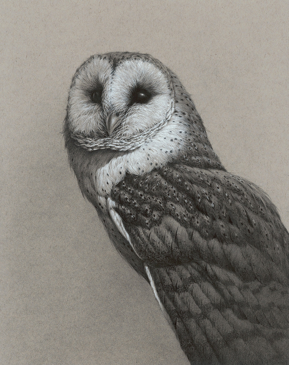 Barn Owl