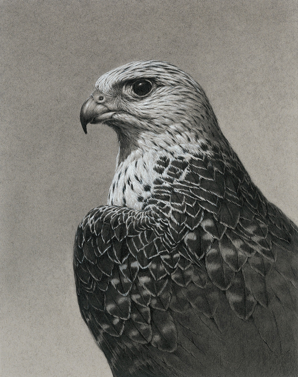 Gyrfalcon